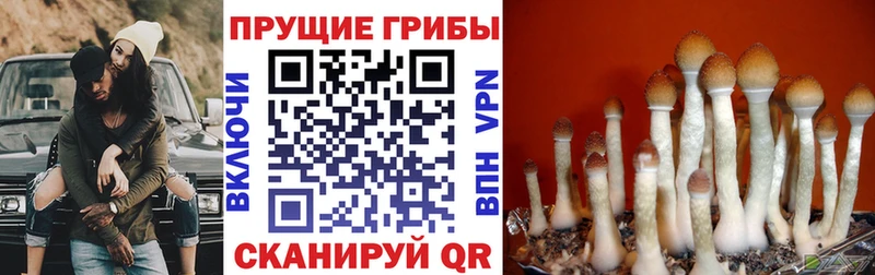 OMG   Горняк  Псилоцибиновые грибы мицелий 