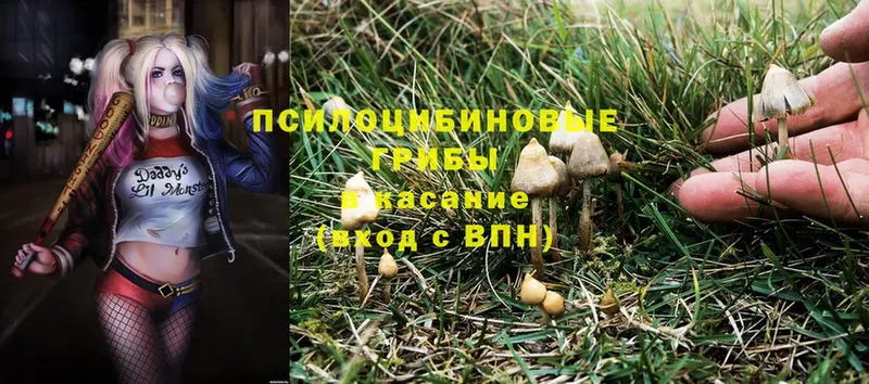 Псилоцибиновые грибы Psilocybine cubensis Горняк